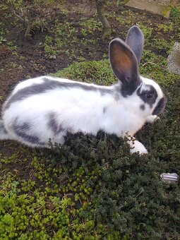 Krížene samece na predaj - 2