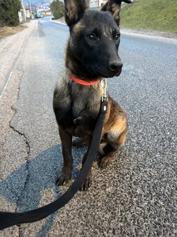 Belgický ovčiak Malinois - 2
