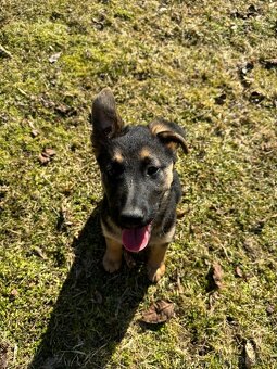 Nemecky ovčiak kríženec - 2