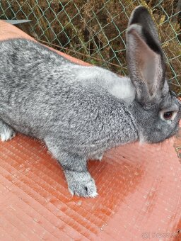 Pripustene samice - 2