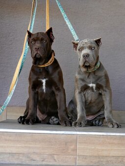 Bandog - 2