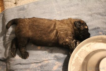 Leonberger - štěňata s PP - 2
