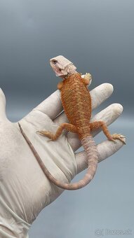 Agama bradata / pogona vitticeps - 2