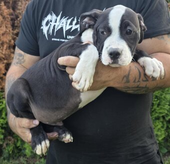American bully xl - 2