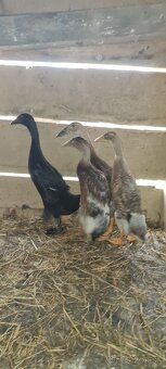 Predám násadové vajíčka indických bežcov vhodné do záhrady - 2