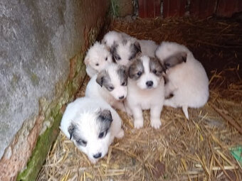 Šteniatka - plemeno pyrenejský horský pes - 2