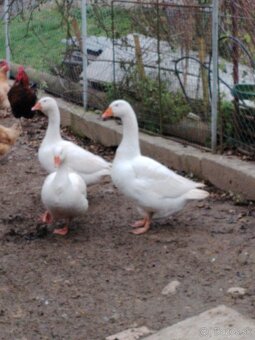 Slovenská biela hus - 2