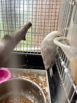 Agapornis fisher - 2