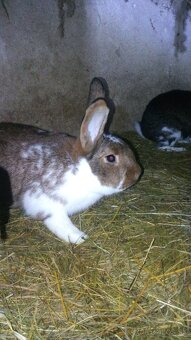 Predám zajace - 2
