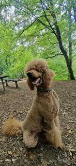 Pudel  Kralovsky Velký Krytie - 2