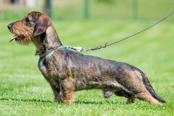 Border terrier , hrubosrstý jazvečík - 2