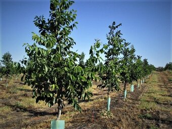 Stromčeky. Bordový kráľovský orech Bischof. - 2