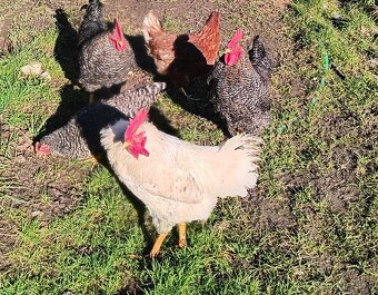 Predám kohútiky - 2