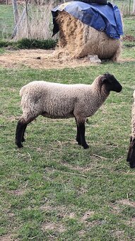 Predám 2 jahnicky - 2