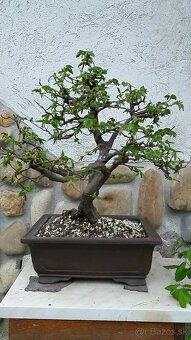 bonsai,bonsaj-hrab 2 - 2