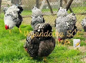 Wyandotka SČL - veľká forma - 2