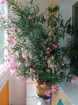 Oleander - 2