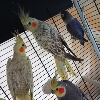 Ručne dokrmene krotke korelky perlove - 2