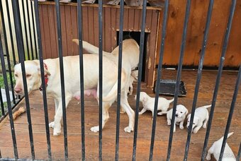Labrador šteniatka - 2