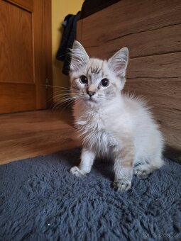 ragdoll kocúrik - 2