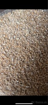 Predam pošrotovanu psenicu - 2
