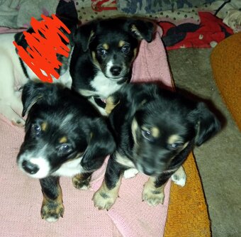 Darujem 3 zlatunke fenky - 2