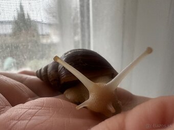 Africké slimáky - 2