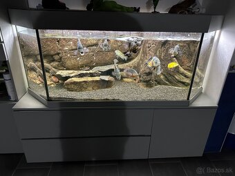 Predam komplet akvarium z rybami - 2