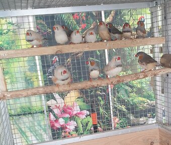 Výstavne zebričky - 2