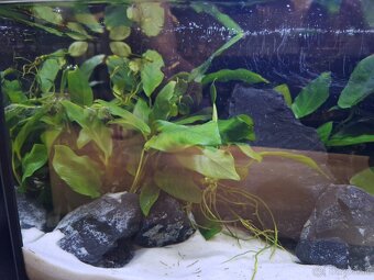Darujem rastliny anubias (do akvária). - 2