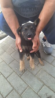 Šteňatá - 2