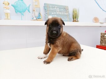 Belgický ovčiak malinois s PP - 2