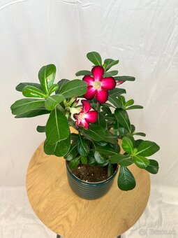 Adenium obesum ‘Anouk’ (púštna ruža, impala lily) - 2