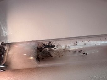 Kolónia mravcov Lasius Niger - 2