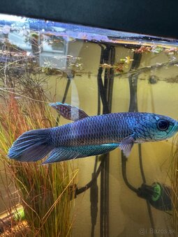 Betta Antuta - 2