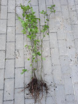 Hrab obyčajný a hrab bonsaj - 2