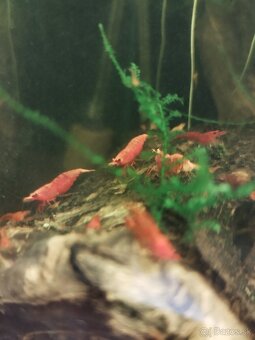 Krevetky Neokaridina - 2