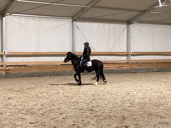 welsh pony C kobylka - 2