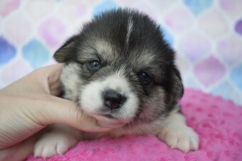 Welsh Corgi Pembroke S PP - 2