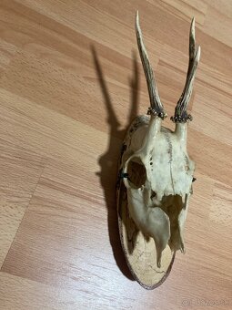 🦌Predám lebku srnca s parohmi - trofej 🦌 - 2