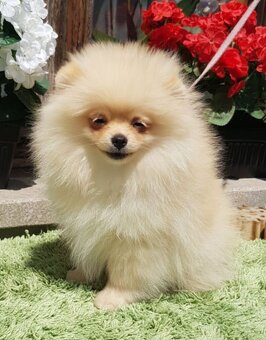 Trpasličí Špic Pomeranian pekna fenecka - 2