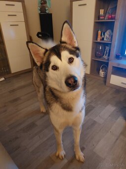 Sibyrsky husky - 2