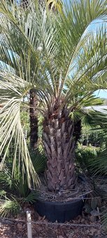 Palmy, cykasy,olivovníky - 2