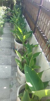 Kana indická-červená - 2