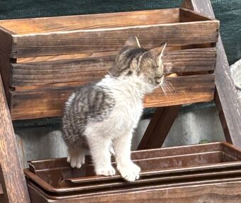 Darujem mačiatka - 2