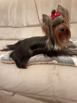 Yorkshire terrier ,York, Yorkshir, Yorkšírský teriér s PP - 2