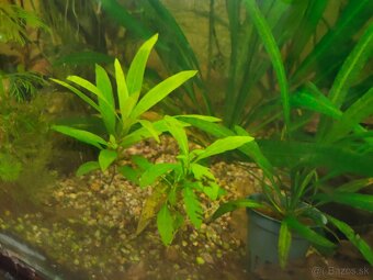 RASTLINY Z AKVARIA h - 2