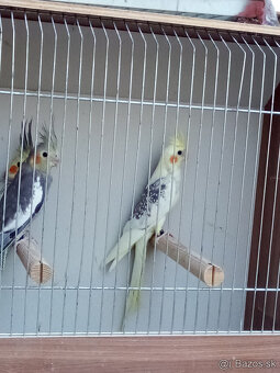 Korely -krúžkované - 2