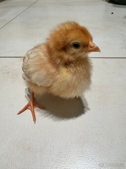 Sliepky - kuriatka - 2