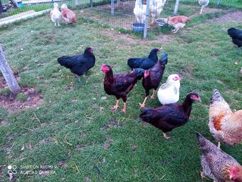 Predám kohútov - 2